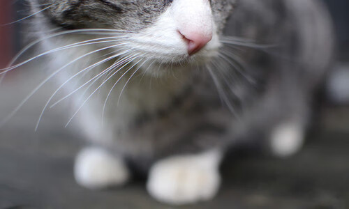 封王之战，摩纳哥强势问鼎地中海之巅，东决关键战彻底锁定王座