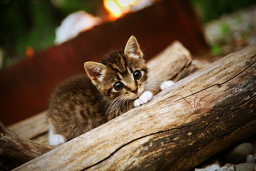 范弗利特,他是刺穿钢铁洪流的最后一颗子弹