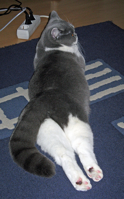 绿茵封锁线,欧冠战术博弈映射土耳其对巴西的柔软围堵