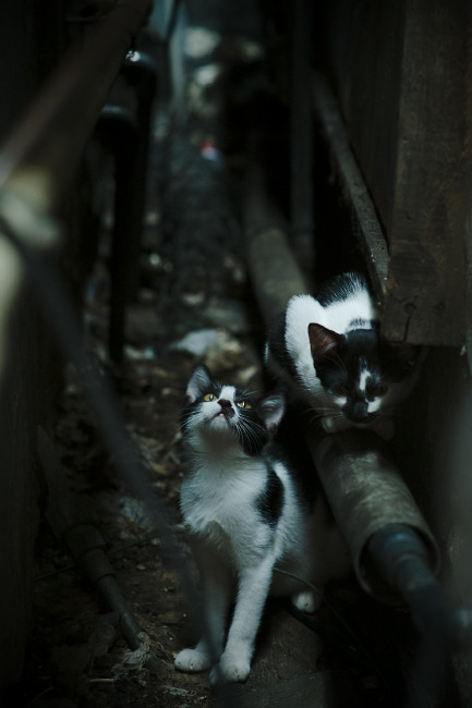 欧冠淘汰赛之夜，当聚光灯意外打在卡马文加身上