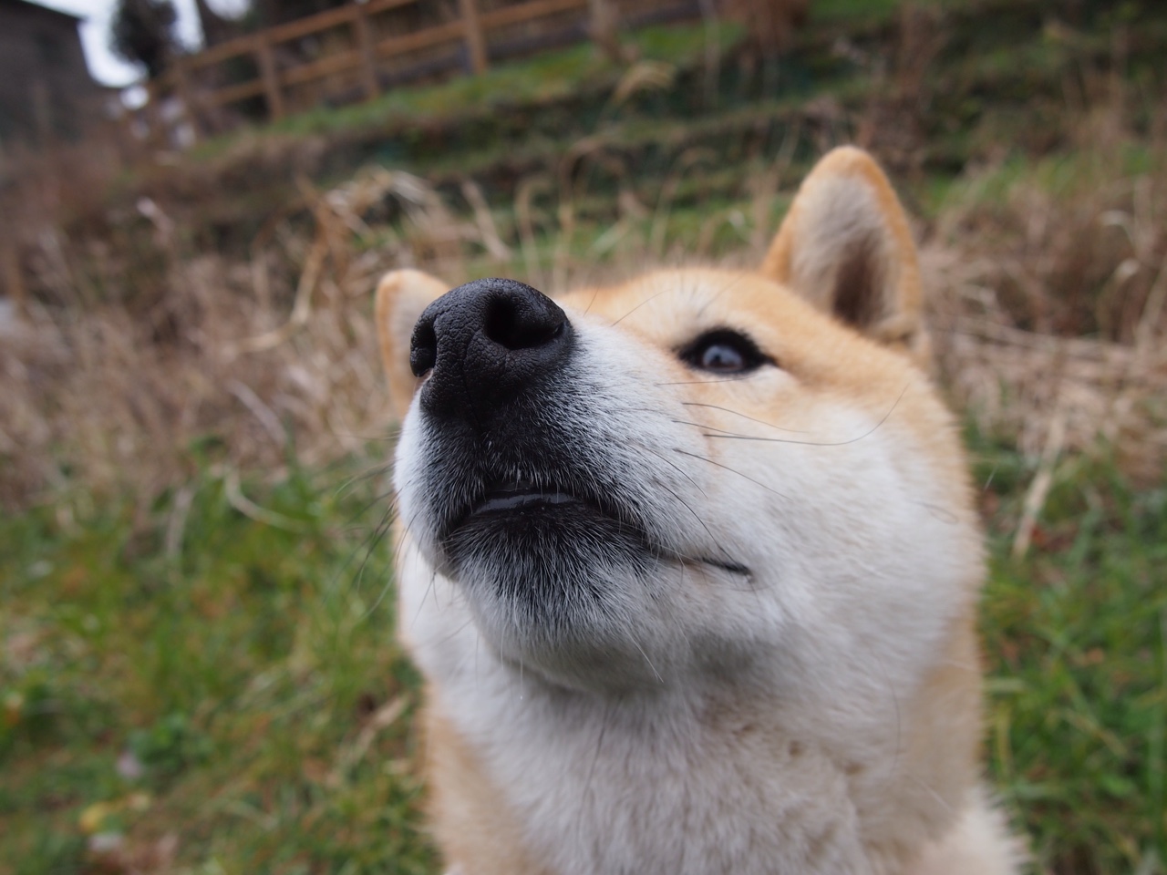 英超争冠之夜，福克斯镇守的边路无人生还