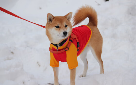 火箭炮火齐射压制步行者，浓眉独舞难挽狂澜，一场团队洪流与超级巨星的哲学博弈