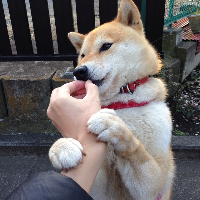 唯一性之夜,当西亚卡姆在欧冠篮球淘汰赛的硝烟中,诠释猛龙与北京队关键战的突围之道