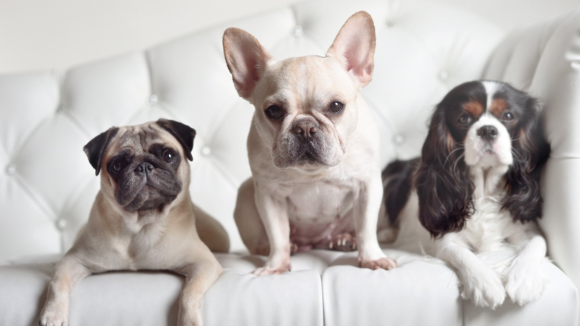 节奏革命，奥运视野下步行者哲学与广东队传统的碰撞