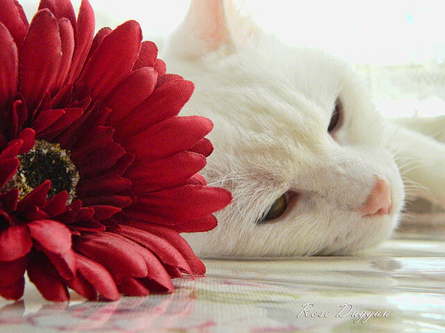 32岁的刀锋依然闪亮，2026世界杯之夜，孙兴慜以灵魂统治全场