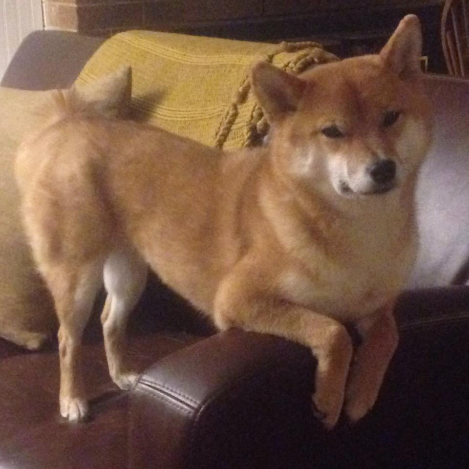 绿茵映衬紫金，当足球德比精神点燃篮球硬仗